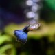 Blue Guppy - Male Blue Guppy - Male