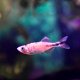 Malabar Danio Orange (Danio malabaricus) Malabar Danio Orange (Danio malabaricus)