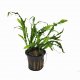 Microsorum pteropus 'Phoenix Tail' - potted Microsorum pteropus 'Phoenix Tail' - potted