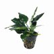Anubias 'King Kong - potted Anubias 'King Kong - potted