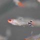 Rummy Nose Tetra Rummy Nose Tetra