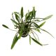 Cryptocoryne willisii - potted Cryptocoryne willisii - potted