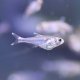 Cochu's Blue Tetra (Boehlkea fredcochui) Cochu's Blue Tetra (Boehlkea fredcochui)