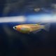 Red and White Ricefish (Oryzia latipes) Red and White Ricefish (Oryzia latipes)