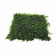 Vesicularia dubyana 'Christmas Moss' - mesh Vesicularia dubyana 'Christmas Moss' - mesh