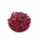 Alternanthera reineckii 'Rosanervig' - tissue culture Alternanthera reineckii 'Rosanervig' - tissue culture