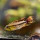 Apistogramma cacatuoides double red Apistogramma cacatuoides double red
